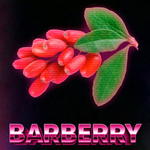 DuftBarberry